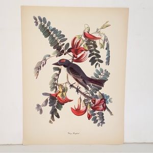Vintage Audubon John James Birds of America Gray Kingbird Lithograph Art Print